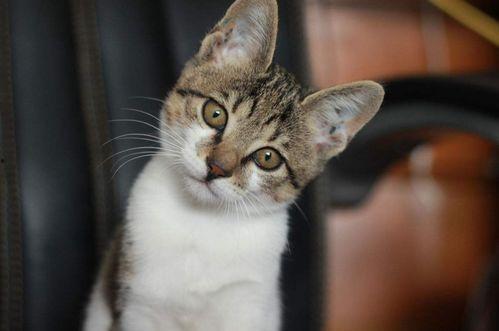 娱乐吃瓜君小猫咪